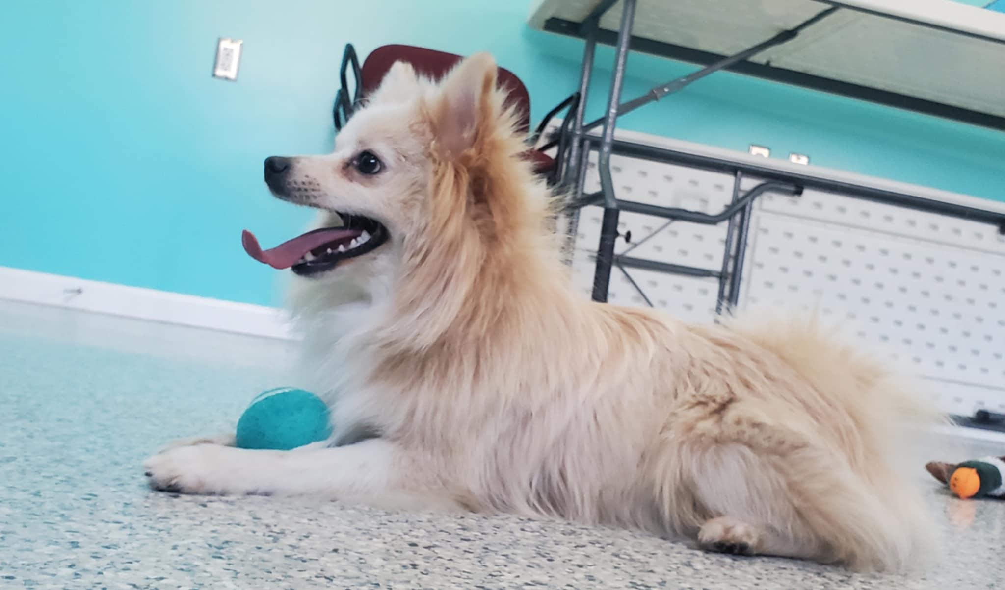 Enlarge Dean, a ADOPTABLE mixed breed in Hutchinson, MN image 6/6