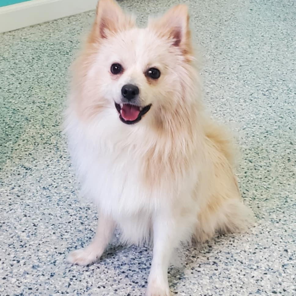 Dean, adoptable, Adult Male Pomeranian.