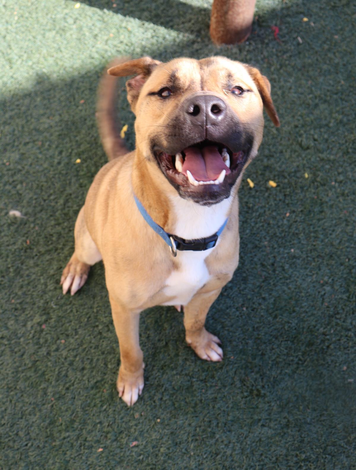 Enlarge Tony - $75 Adoption Fee!  Diamond Dog!, a Adoptable mixed breed in Rockwall, TX image 1/3