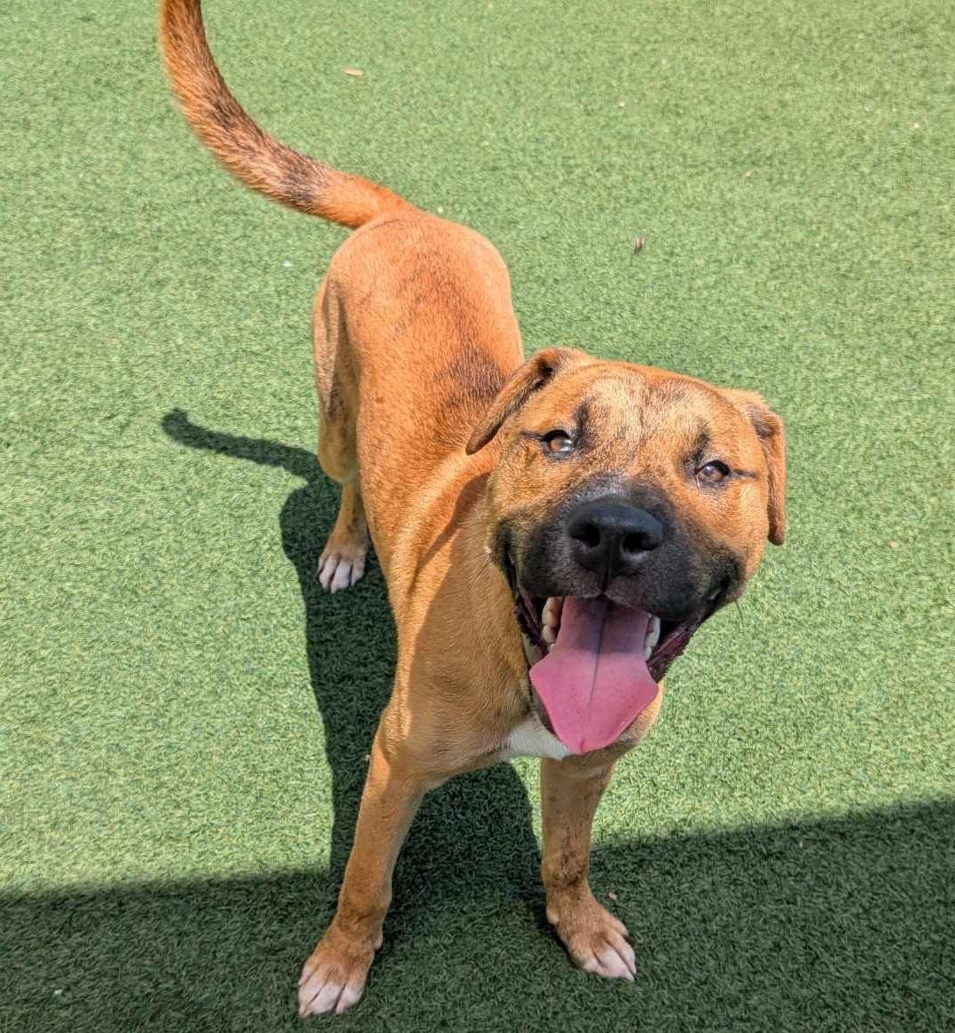 Enlarge Tony - $75 Adoption Fee!  Diamond Dog!, a Adoptable mixed breed in Rockwall, TX image 2/3