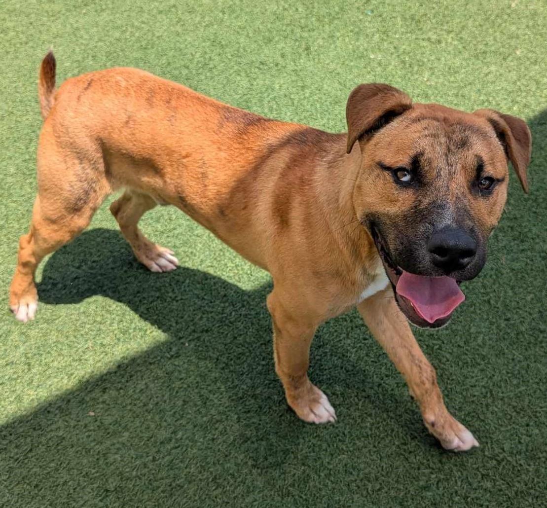 Enlarge Tony - $75 Adoption Fee!  Diamond Dog!, a Adoptable mixed breed in Rockwall, TX image 3/3