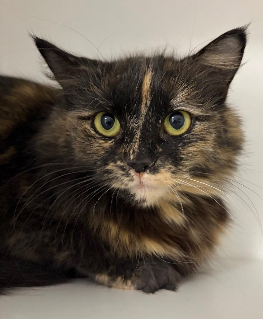 Tulip, Adoptable, Young Female Domestic Medium Hair.