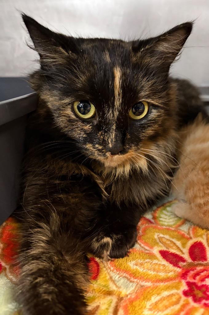 Tulip (Barn), Adoptable, Young Female Domestic Medium Hair.
