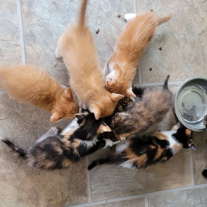 KITTENS FOR IMMEDIATE FOSTERING - FOR 4 to 6 Weeks!