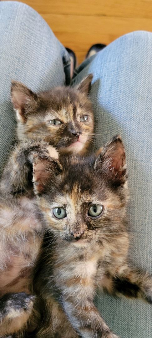 KITTENS FOR IMMEDIATE FOSTERING - FOR 4 to 6 Weeks!