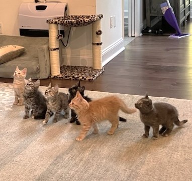 KITTENS FOR IMMEDIATE FOSTERING - FOR 4 to 6 Weeks!