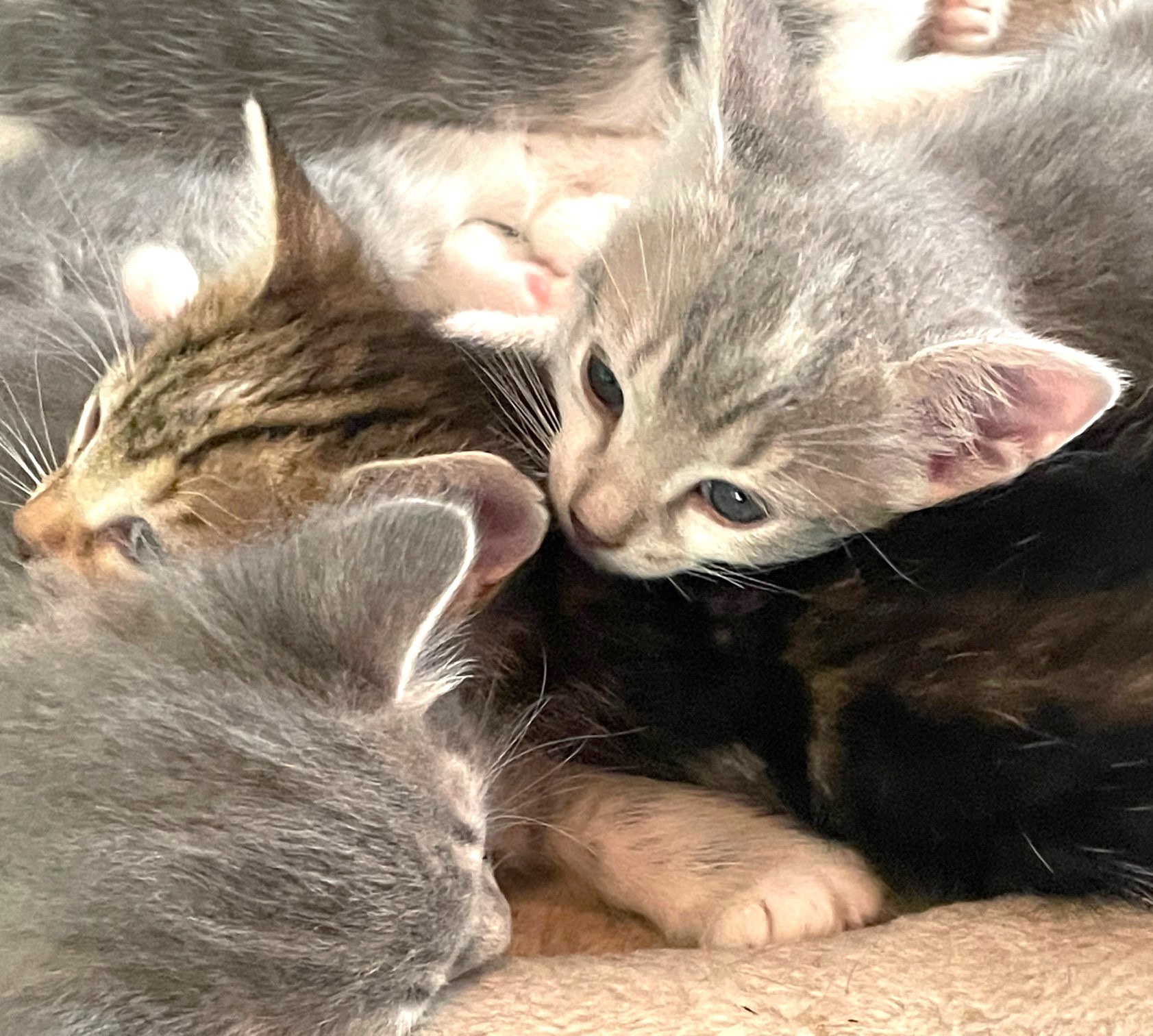 KITTENS FOR IMMEDIATE FOSTERING - FOR 4 to 6 Weeks!