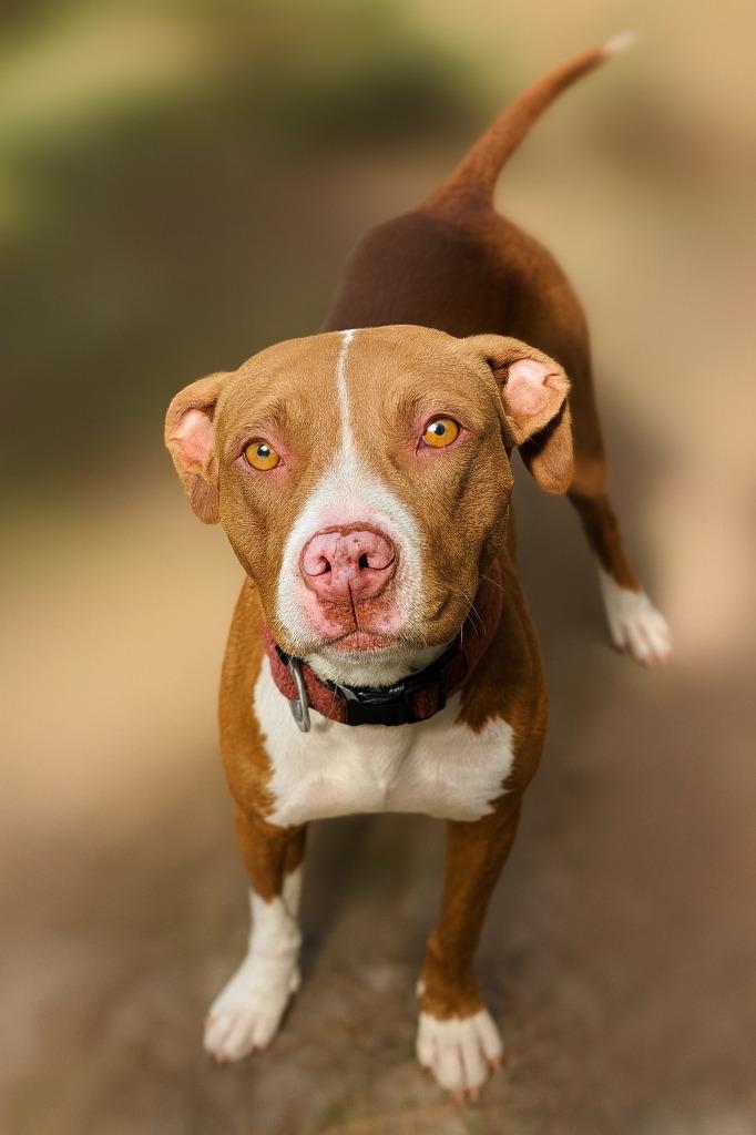 Enlarge Ducky, a Adopted mixed breed in Hardeeville, SC image 1/1