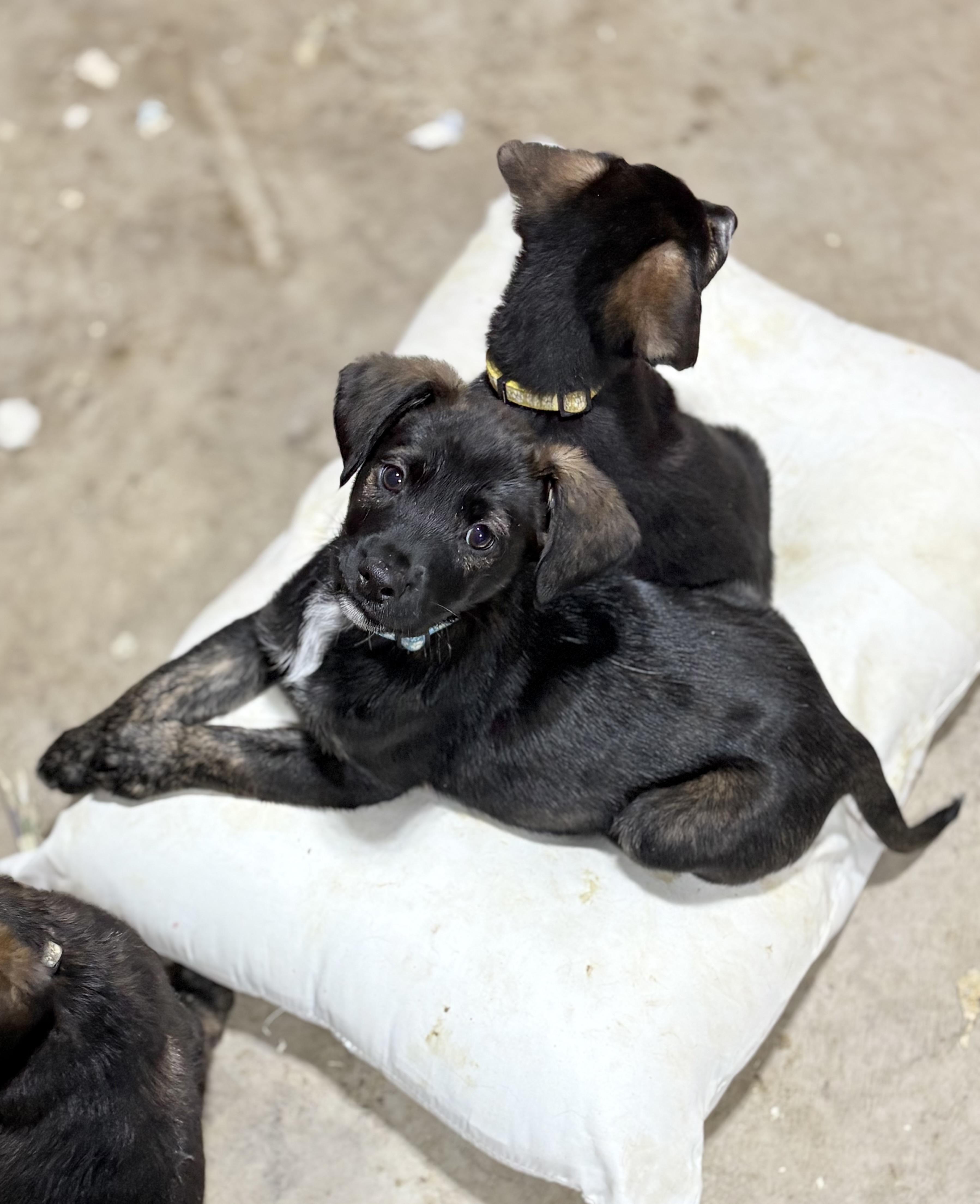 Enlarge Flake, a Adoptable mixed breed in Ayden, NC image 6/6