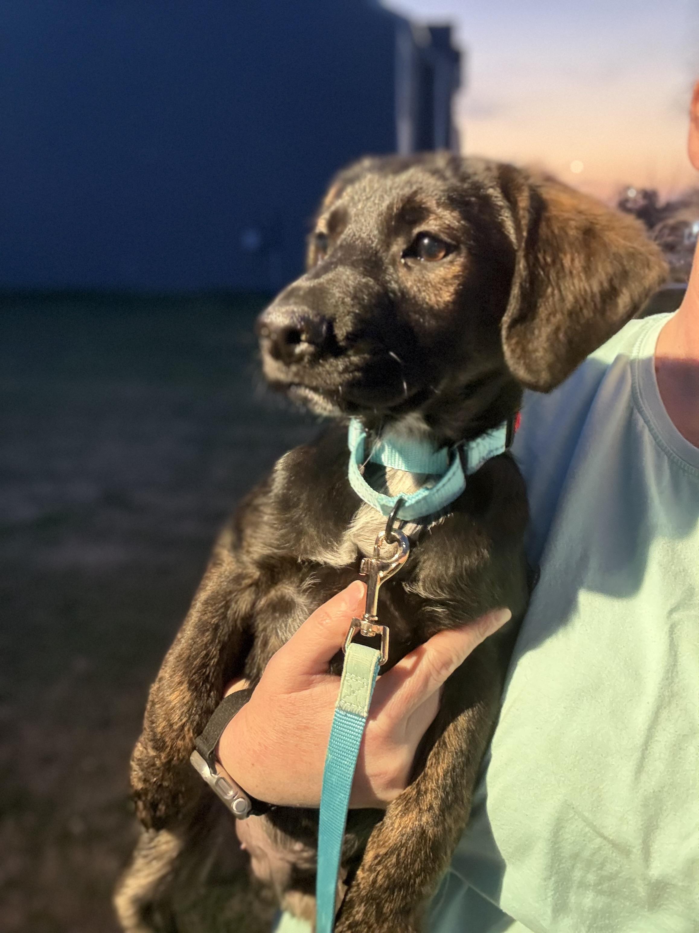 Flake, an adoptable mixed breed in Ayden, NC image 5/6