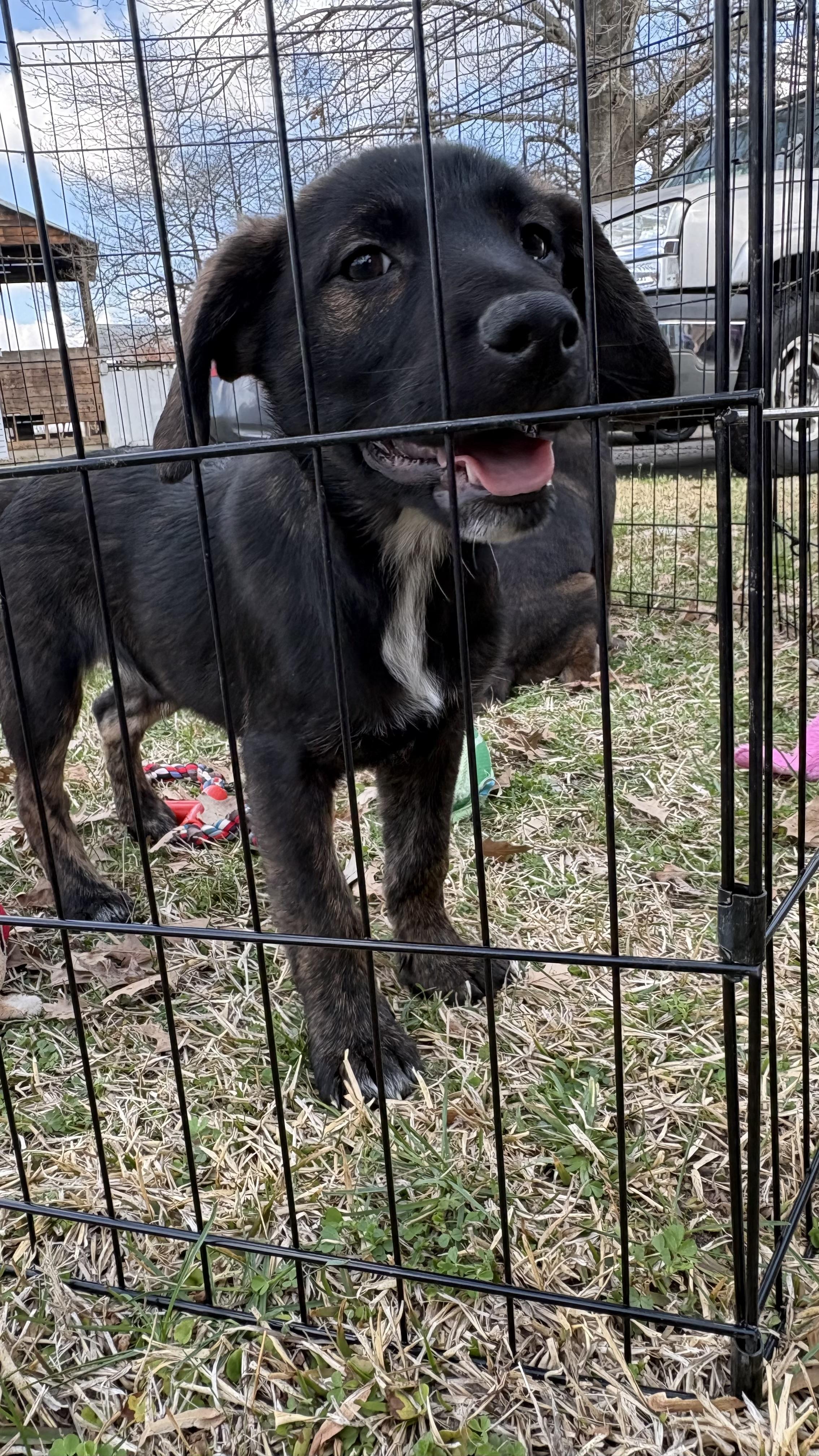 Flake, adoptable, Puppy Male Labrador Retriever.