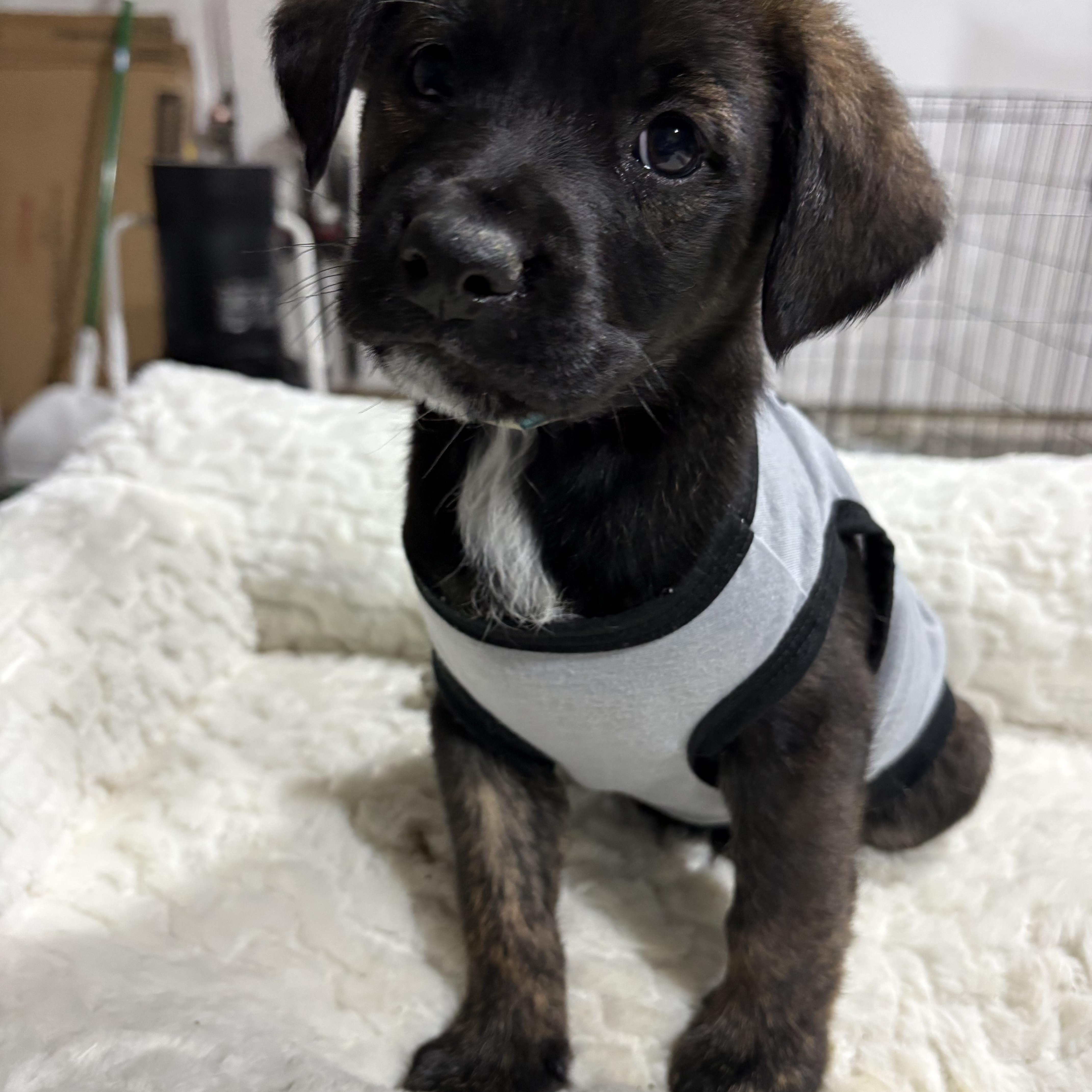 Enlarge Flake, a Adoptable mixed breed in Ayden, NC image 3/6