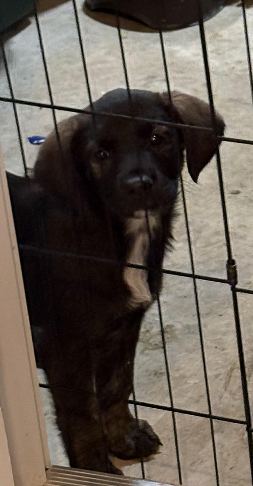 Enlarge Flake, a Adoptable mixed breed in Ayden, NC image 5/6