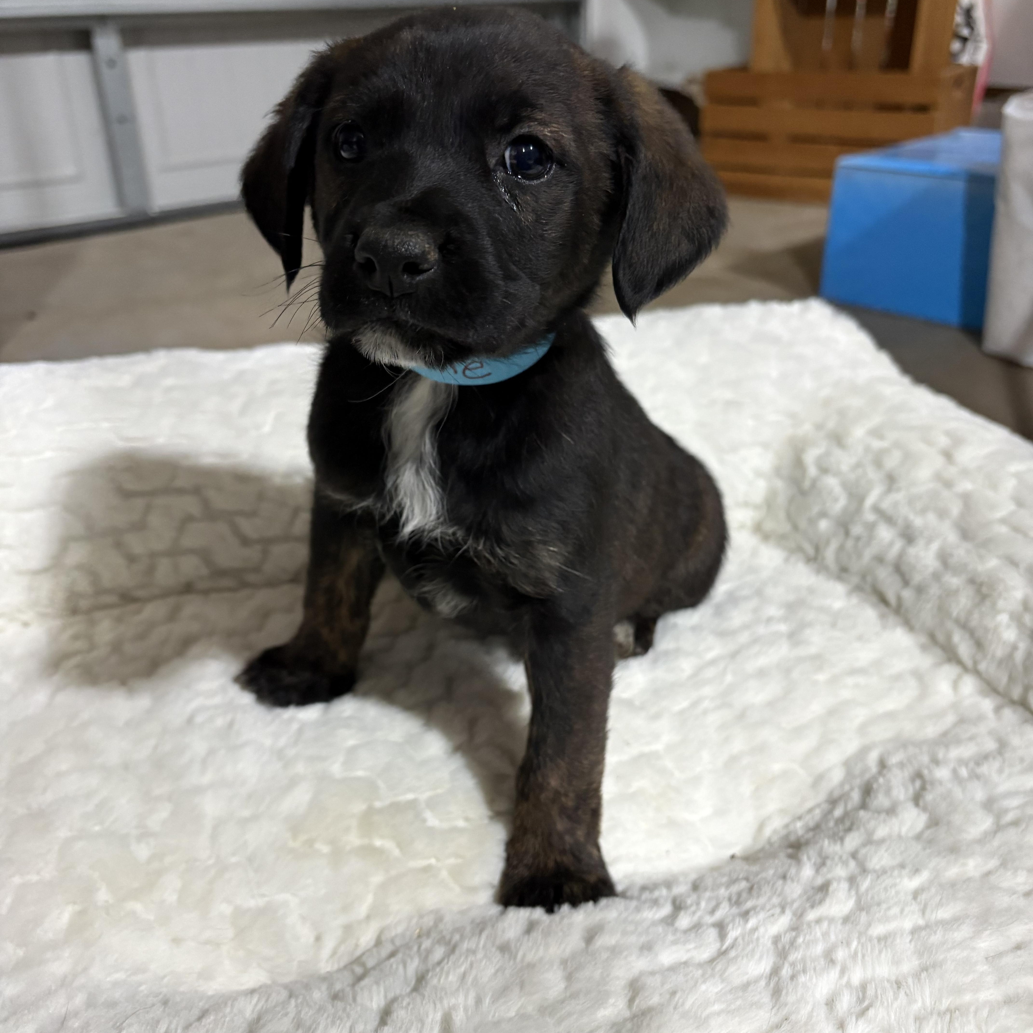 Enlarge Flake, a Adoptable mixed breed in Ayden, NC image 2/6