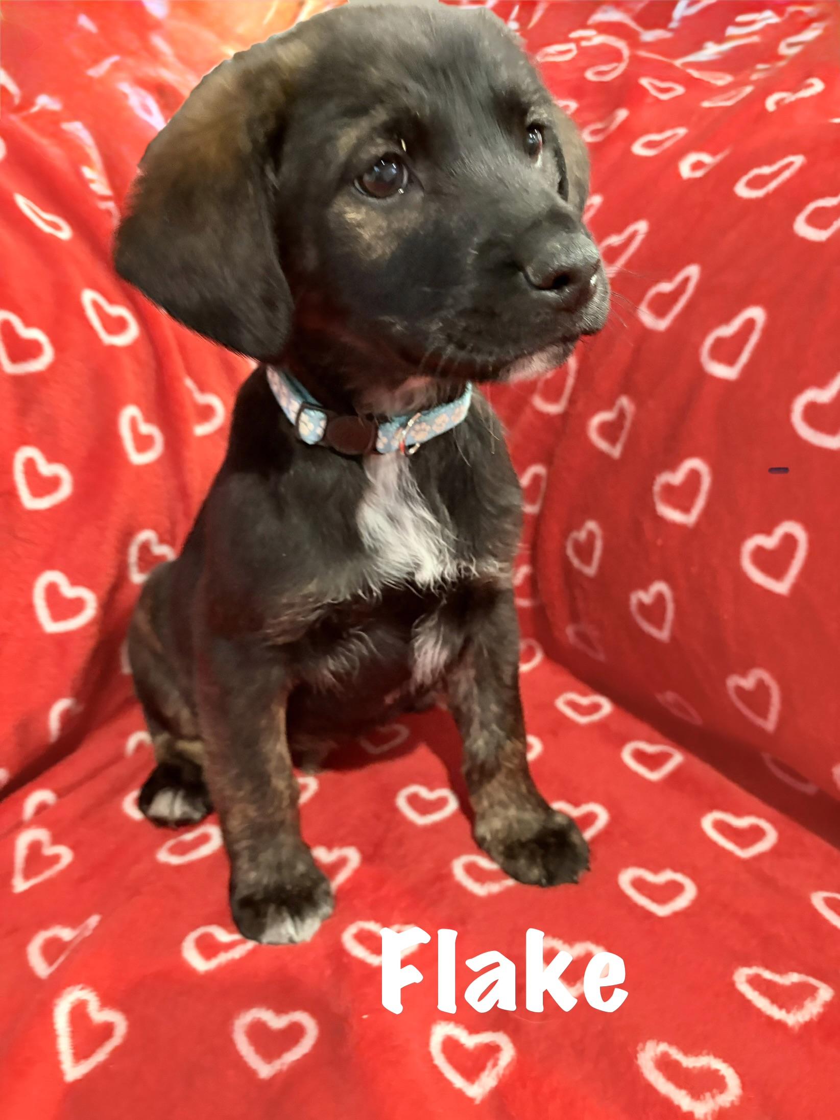 Enlarge Flake, a Adoptable mixed breed in Ayden, NC image 1/6