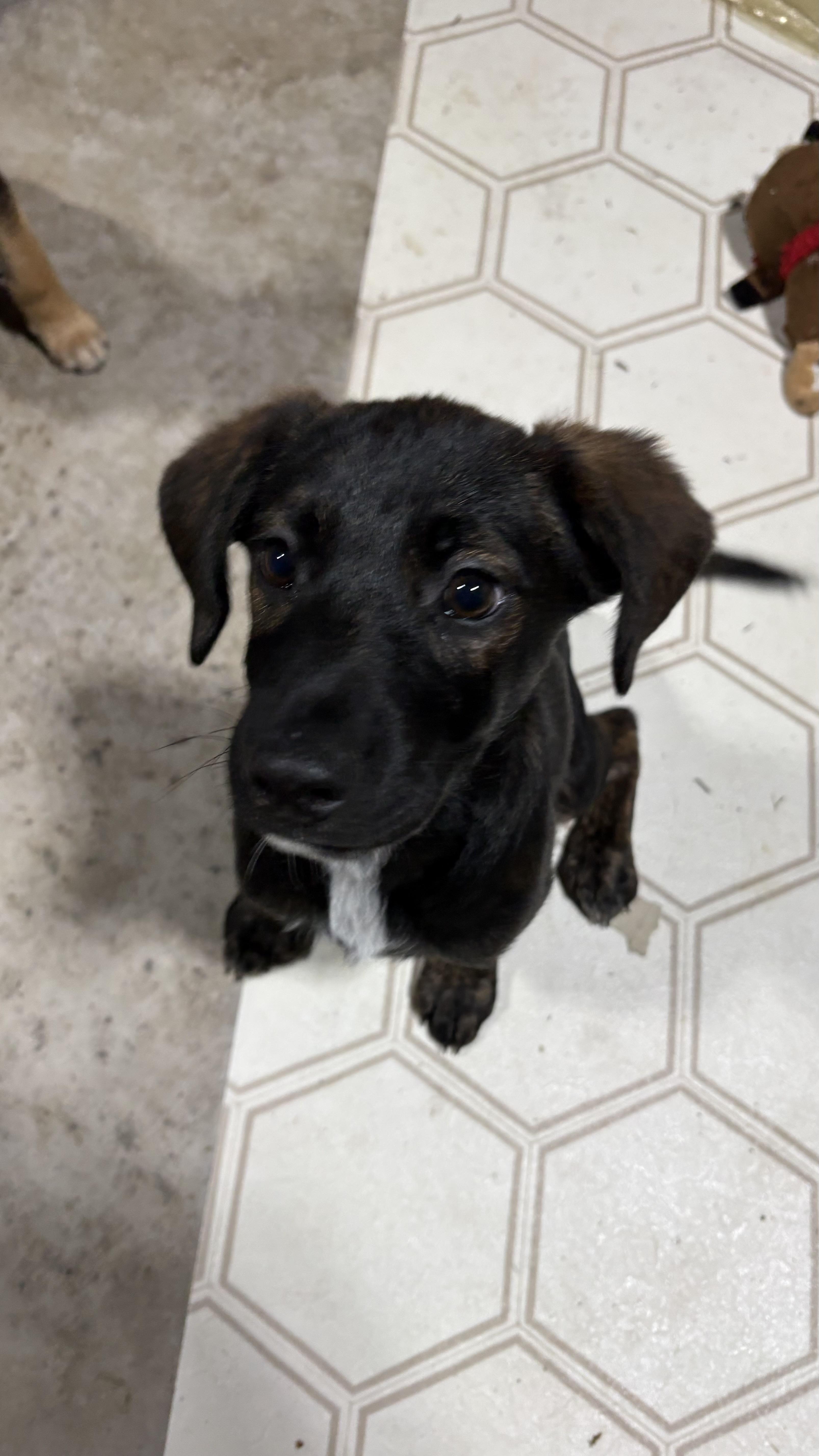 Flake, an adoptable mixed breed in Ayden, NC image 6/6