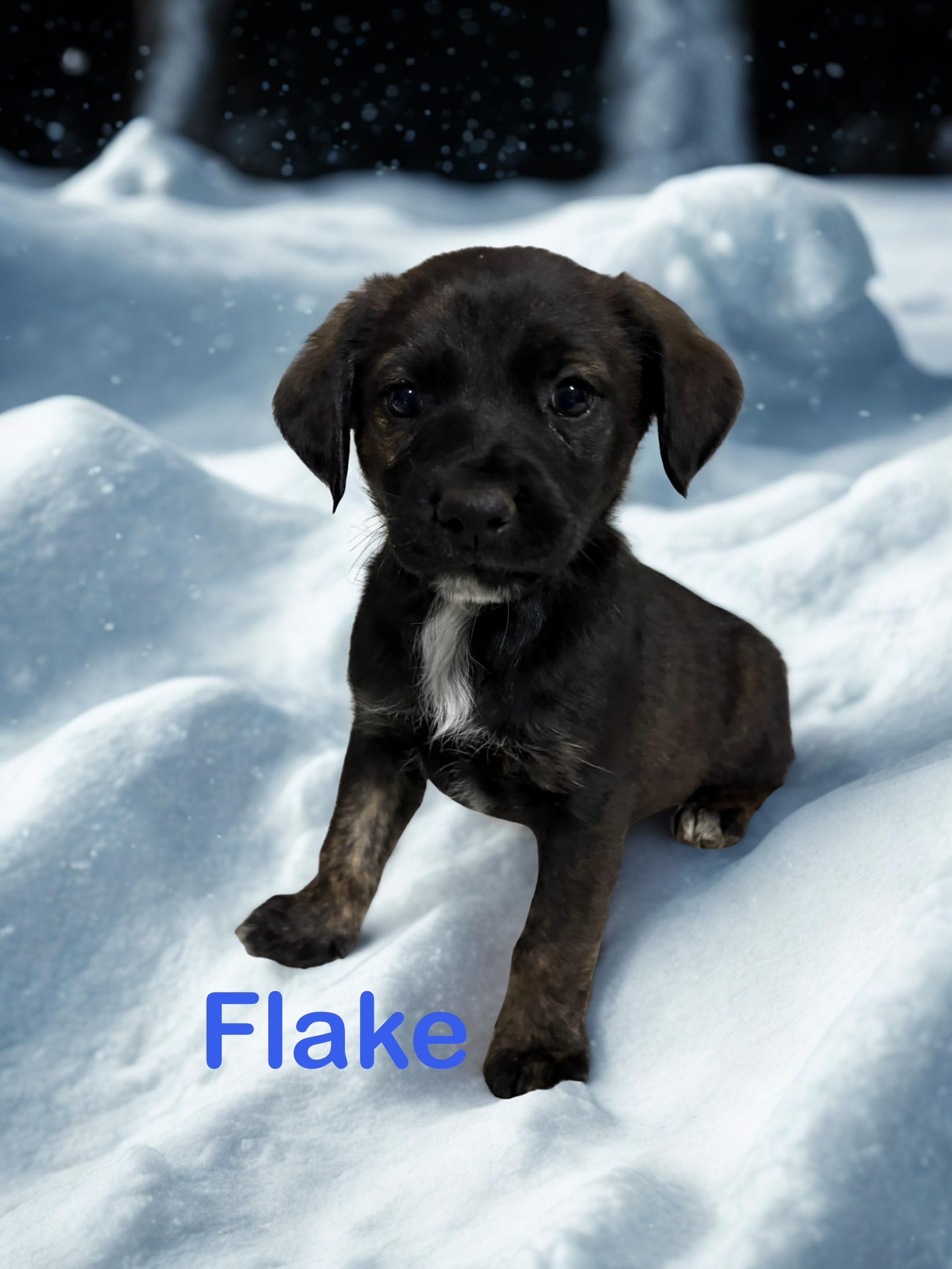 Enlarge Flake, a Adoptable mixed breed in Ayden, NC image 4/6