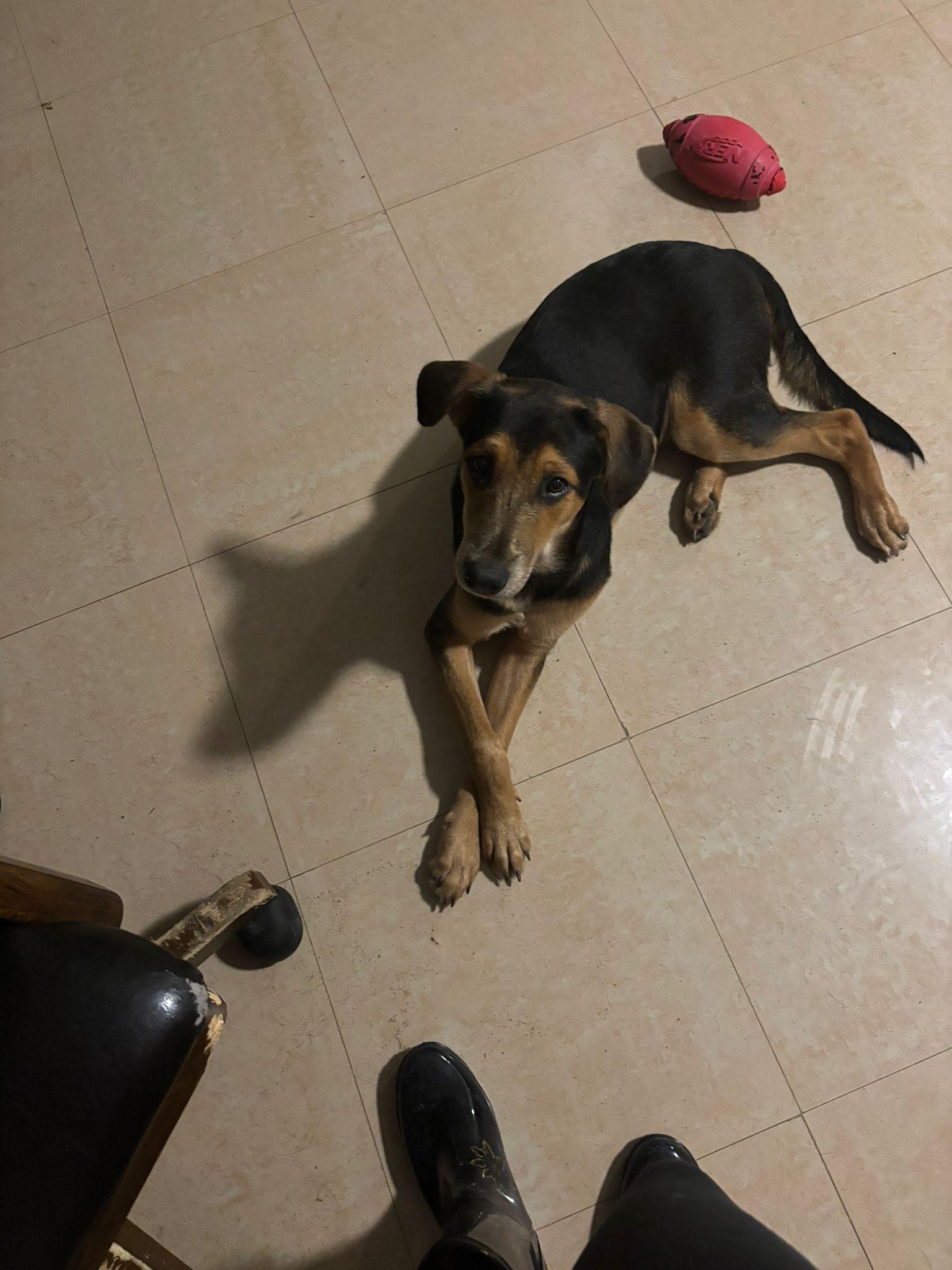 Enlarge Aryn, a Adopted mixed breed in Loiza, PR image 1/3