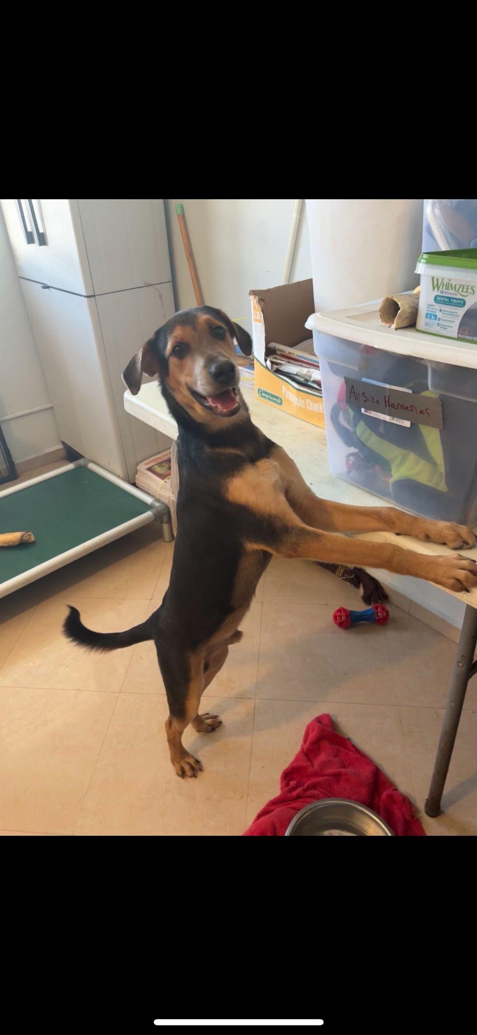 Enlarge Aryn, a Adopted mixed breed in Loiza, PR image 2/3