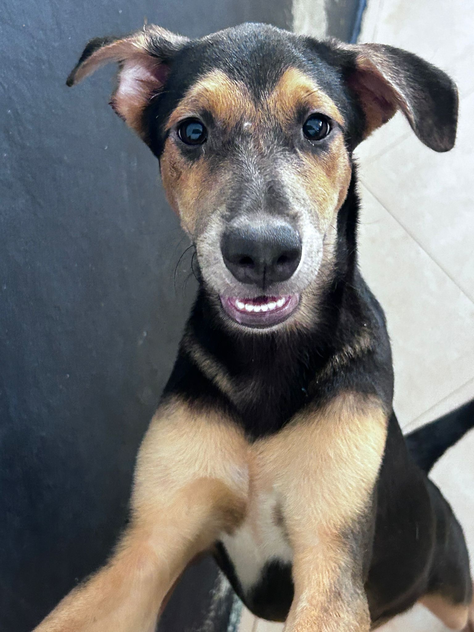 Enlarge Aryn, a Adopted mixed breed in Loiza, PR image 3/3