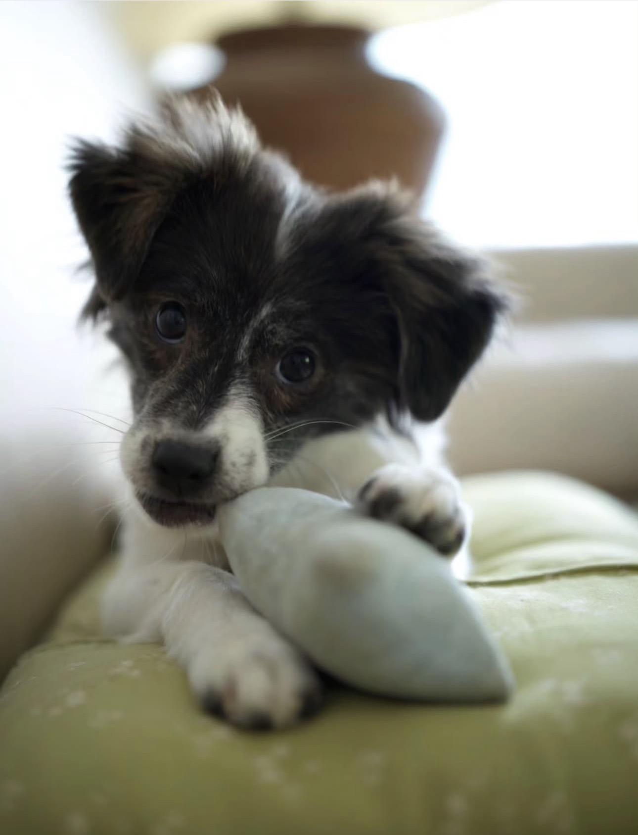 Kkultteok, ADOPTABLE, Young Female Mixed Breed.