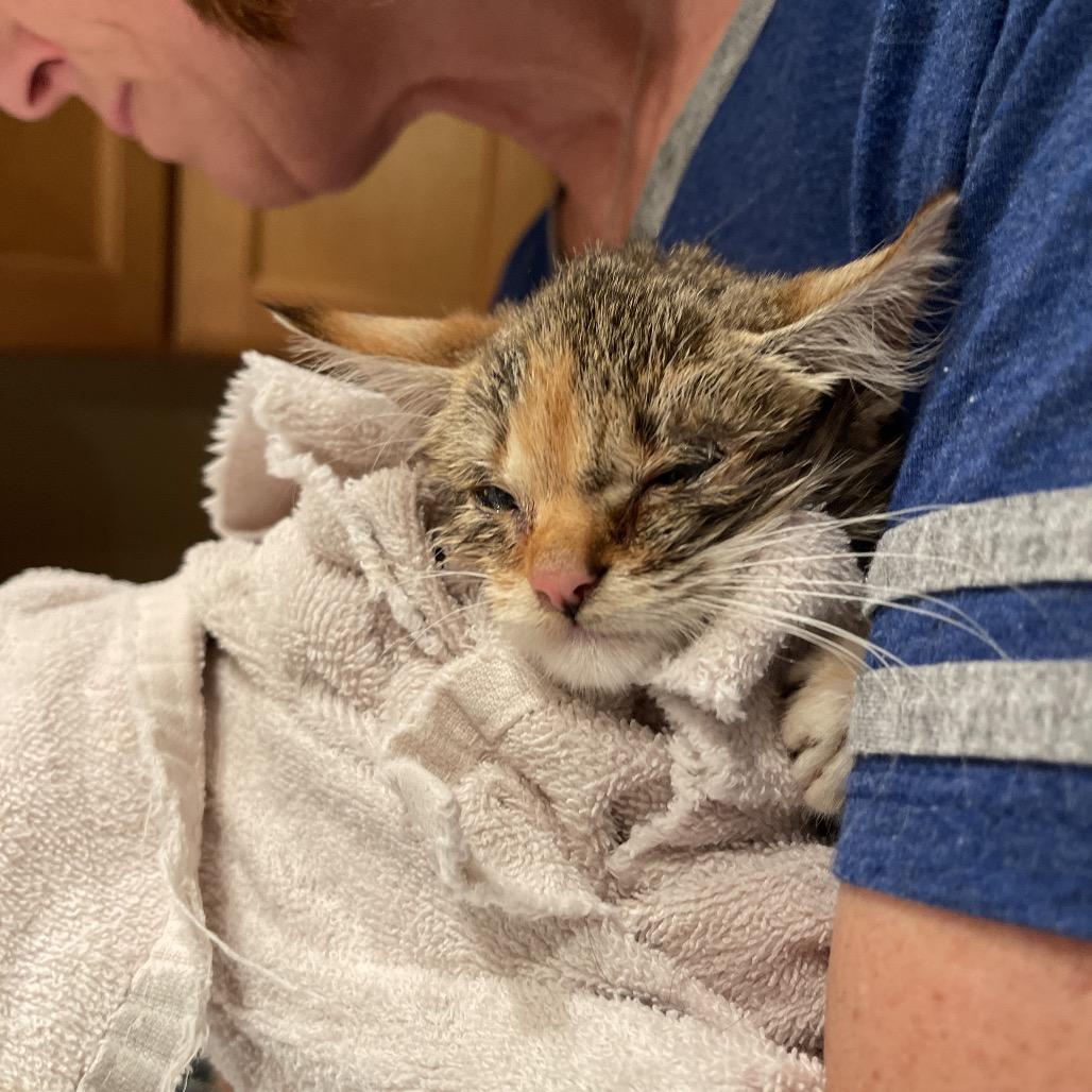 Cherub (golf course), Adoptable, Young Female Domestic Short Hair.