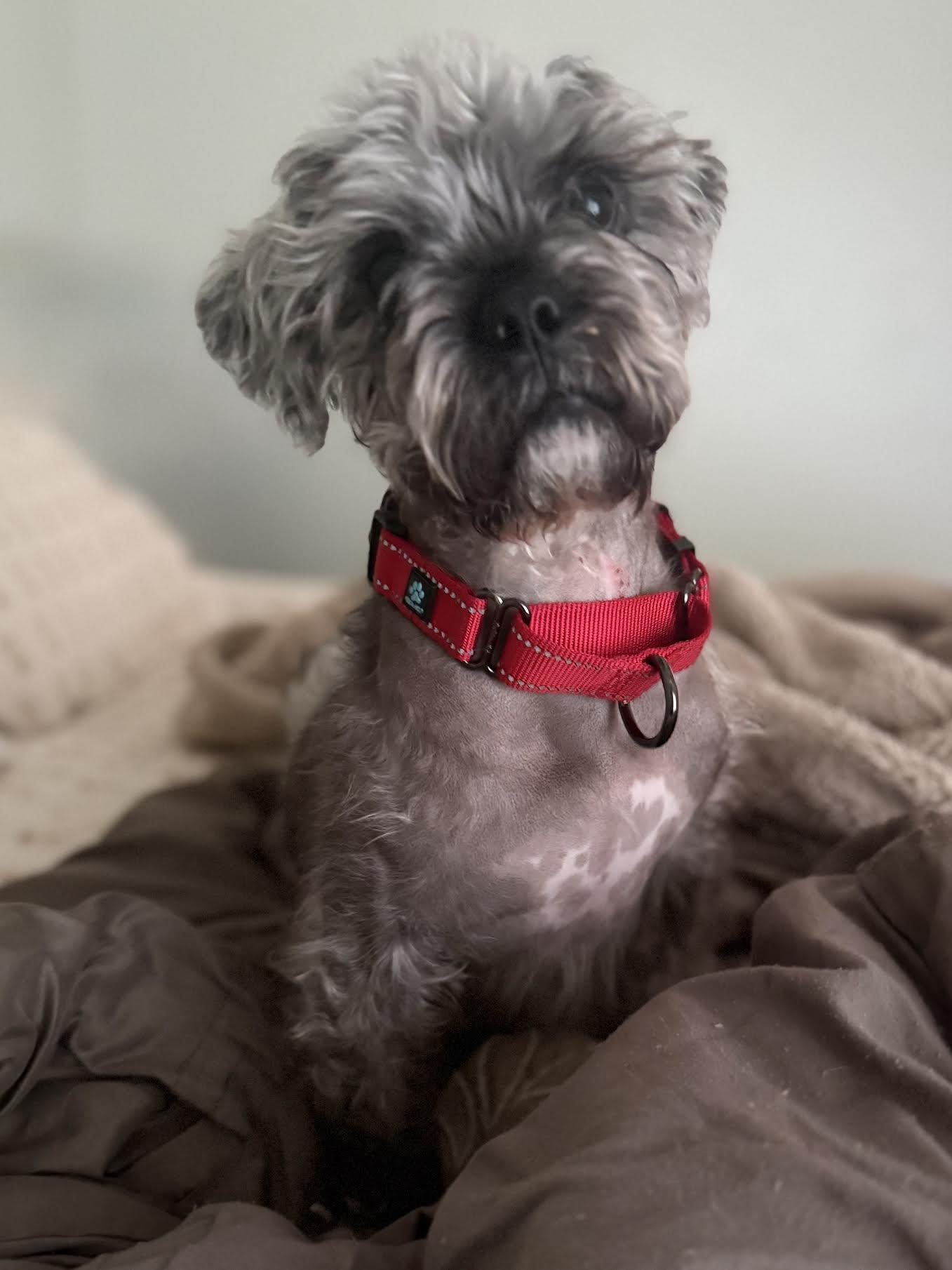 Enlarge Farley, an adoptable mixed breed in Cumming, GA image 5/6