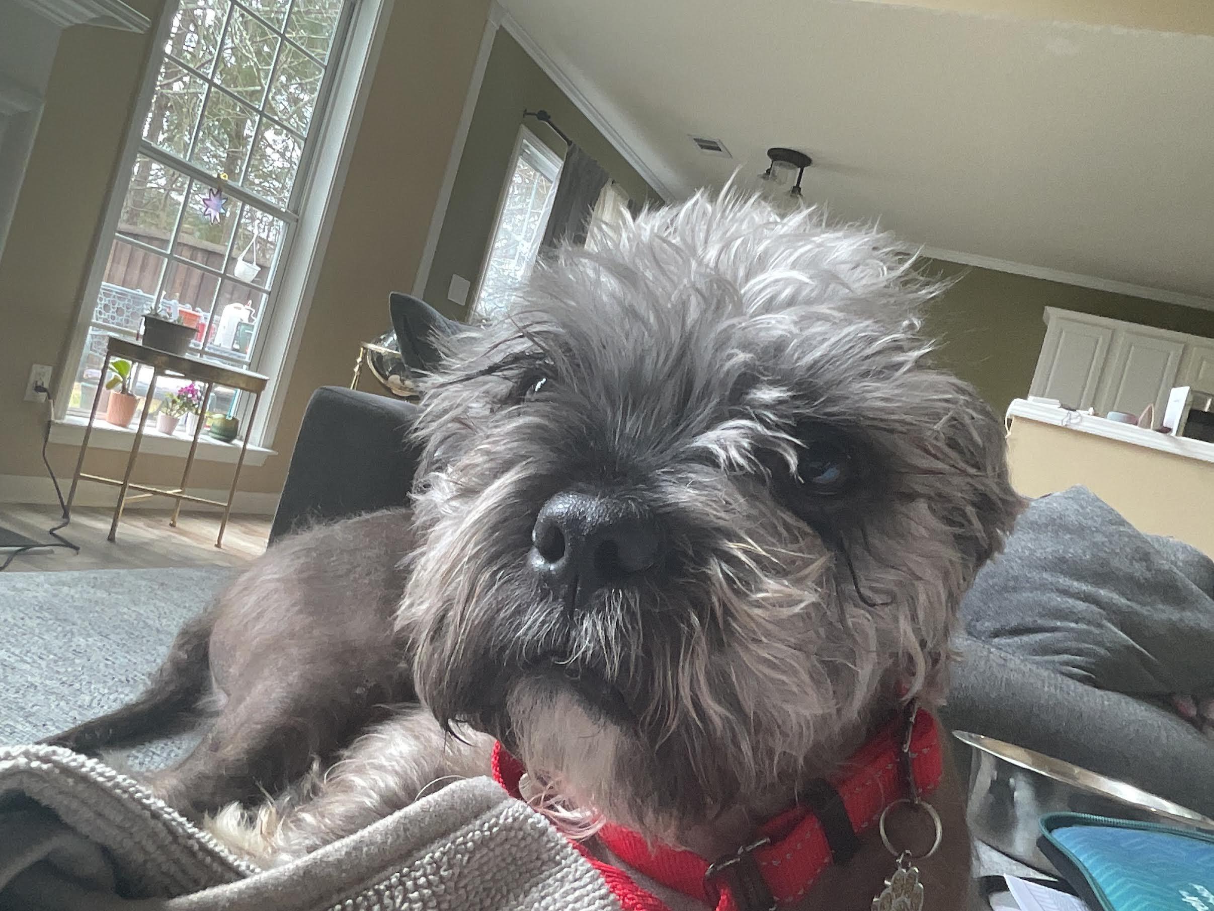 Enlarge Farley, an adoptable mixed breed in Cumming, GA image 3/6