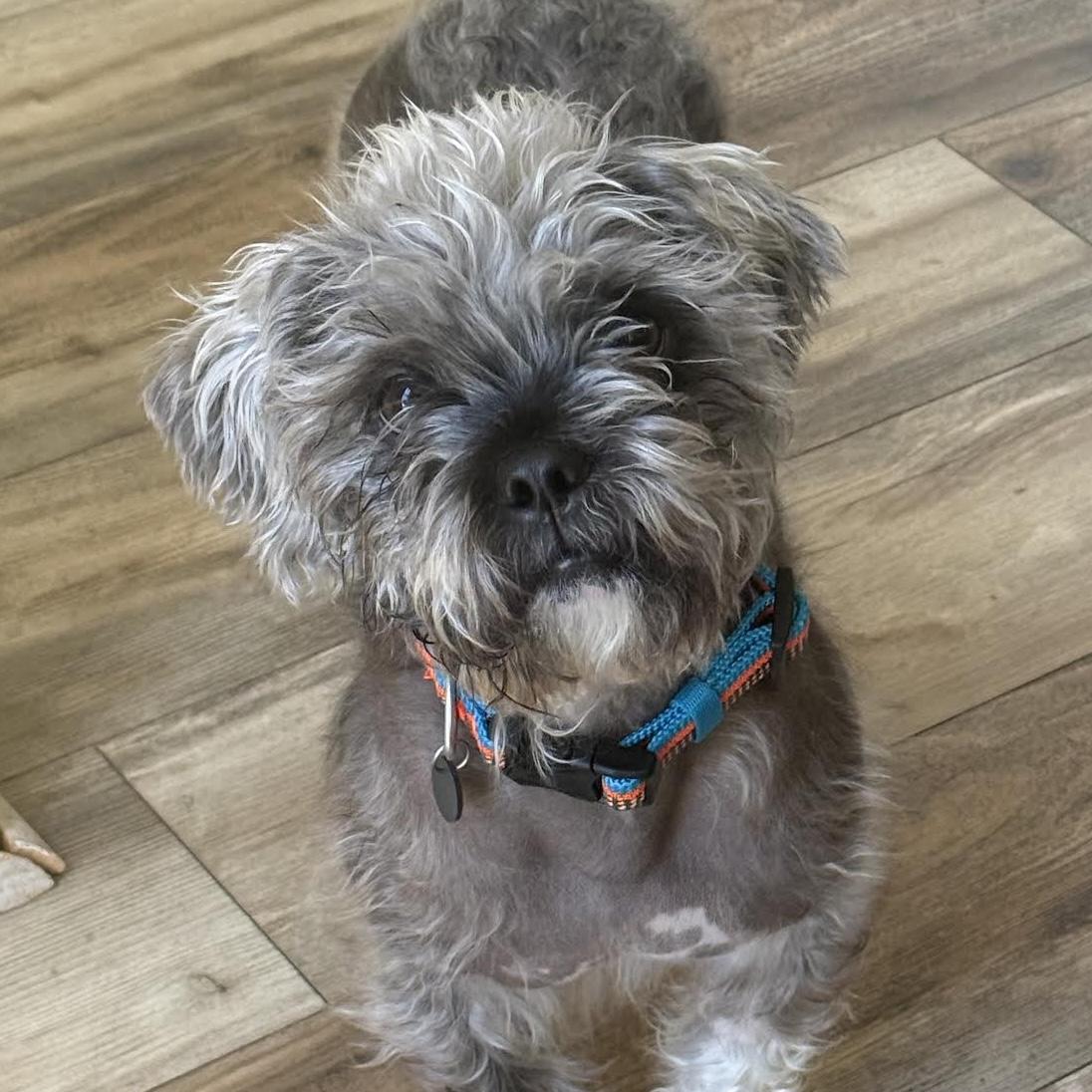 Farley, adoptable, Young Male Shih Tzu & Terrier.