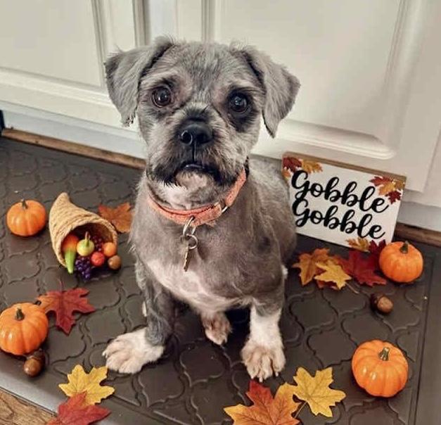 Farley, adoptable, Young Male Shih Tzu & Terrier.