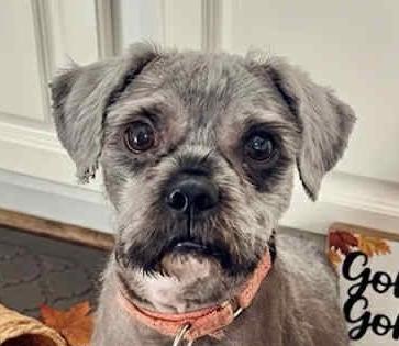 Enlarge Farley, an adoptable mixed breed in Cumming, GA image 2/3