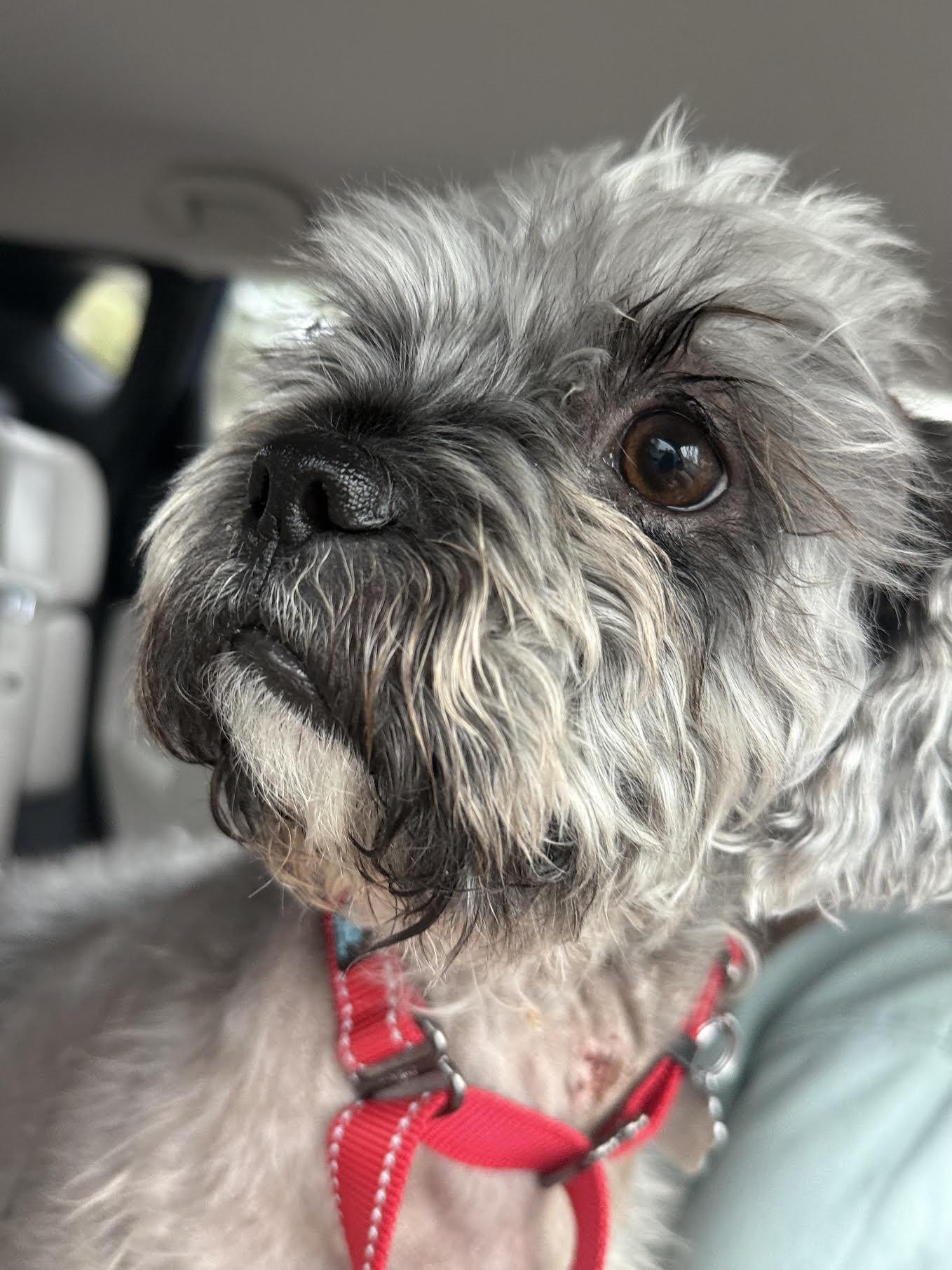 Enlarge Farley, an adoptable mixed breed in Cumming, GA image 4/6