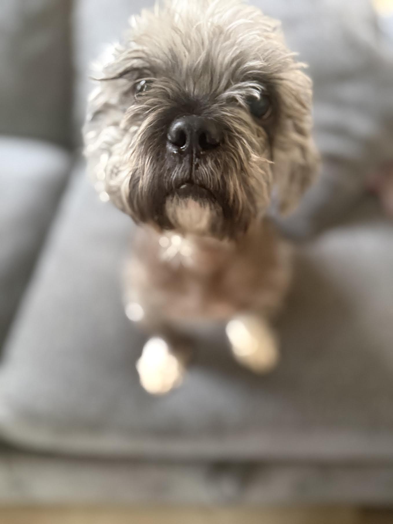 Enlarge Farley, an adoptable mixed breed in Cumming, GA image 5/6