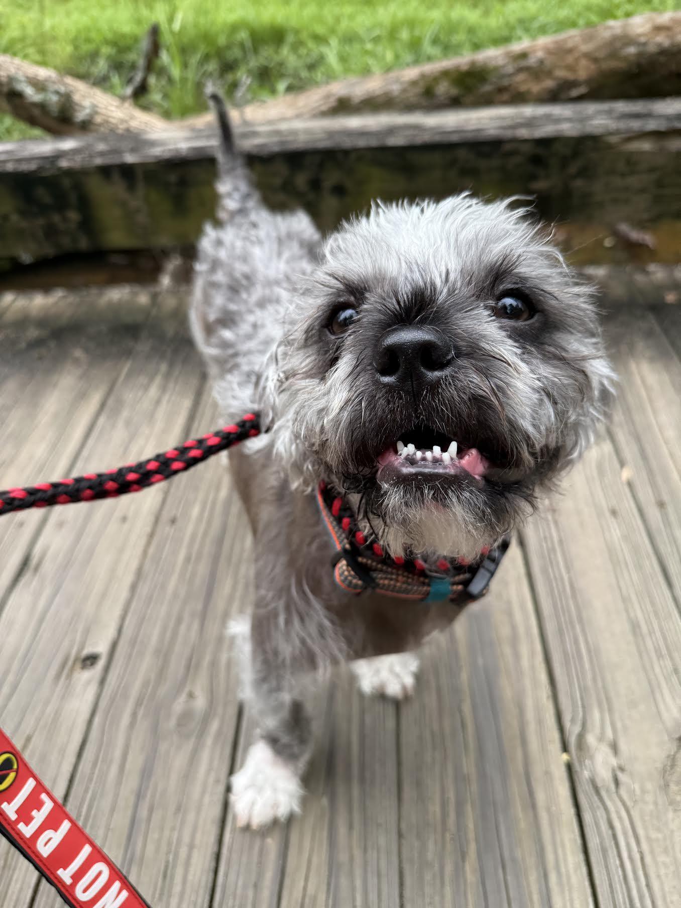 Enlarge Farley, an adoptable mixed breed in Cumming, GA image 6/6