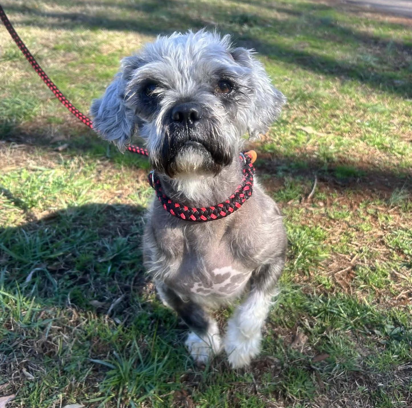 Farley, adoptable, Young Male Shih Tzu & Terrier.