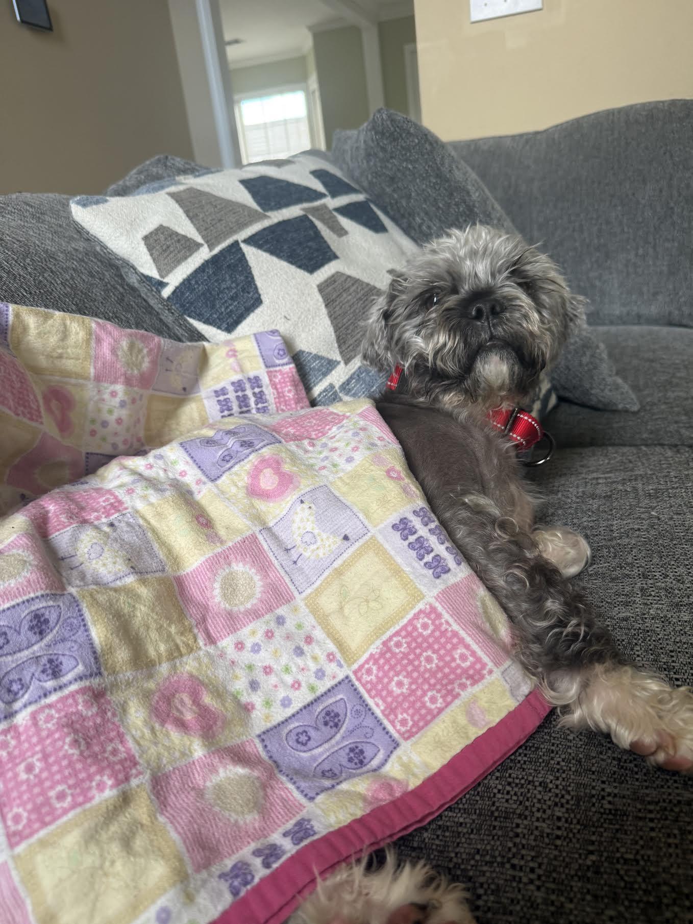 Enlarge Farley, an adoptable mixed breed in Cumming, GA image 6/6