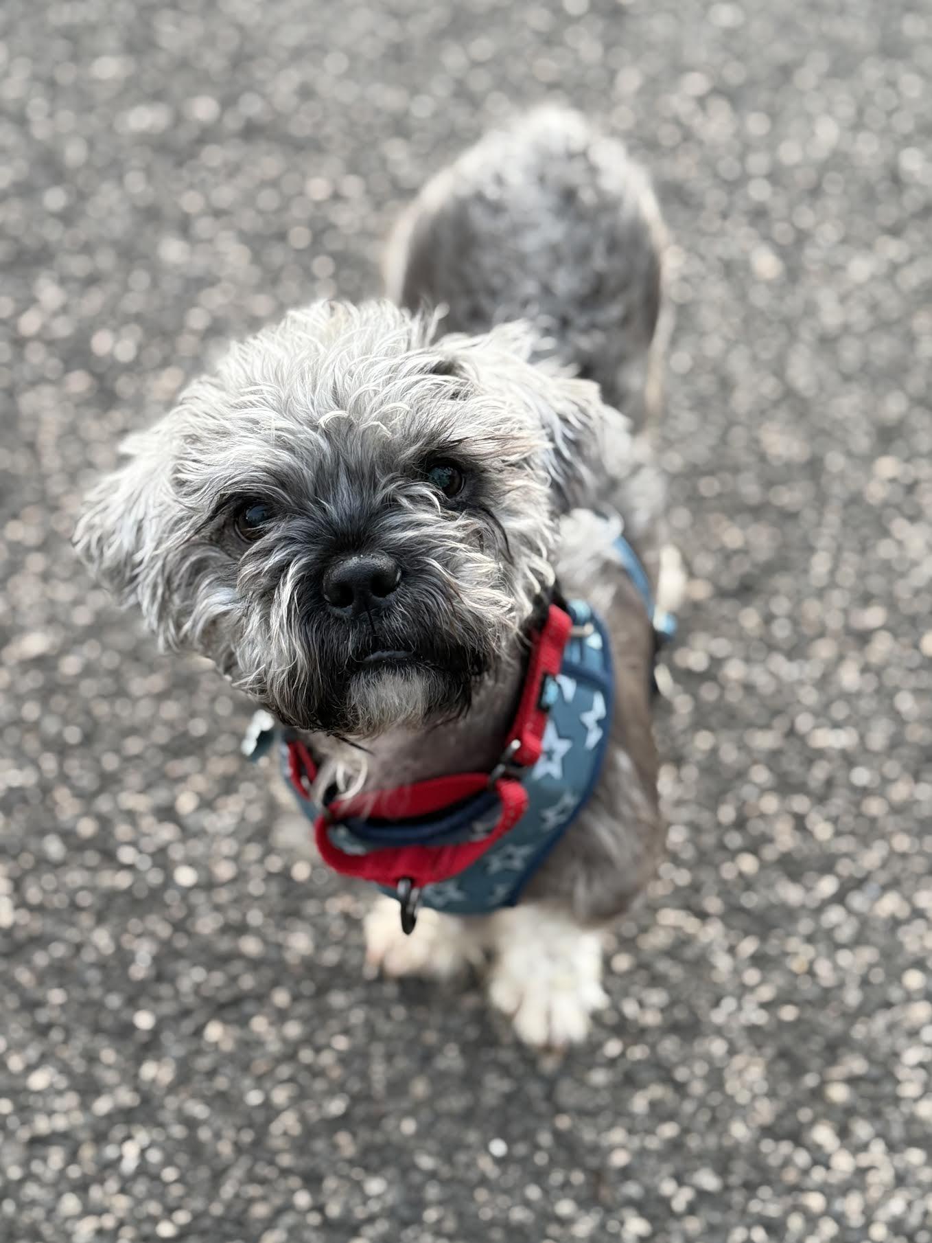 Farley, adoptable, Young Male Shih Tzu & Terrier.
