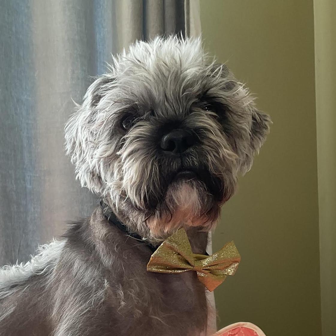 Farley, adoptable, Young Male Shih Tzu & Terrier.