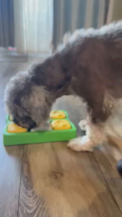 Enlarge Farley, an adoptable mixed breed in Cumming, GA video 6/6