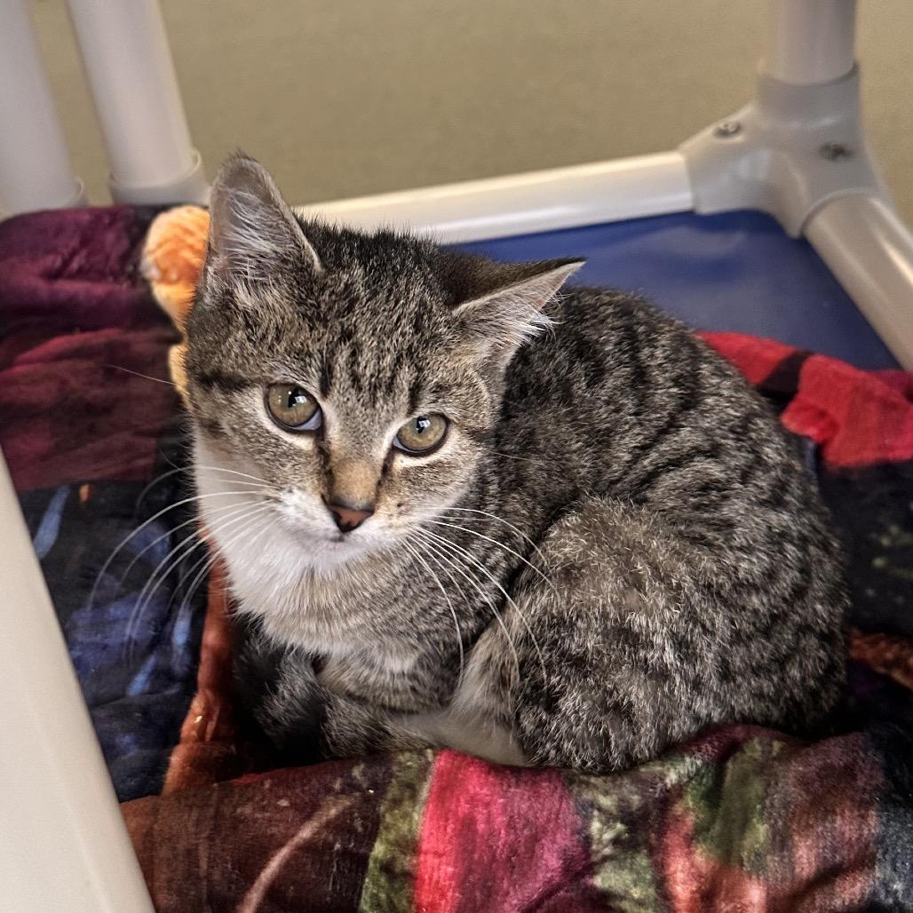 Snarky, Adoptable, Kitten Female Domestic Short Hair.