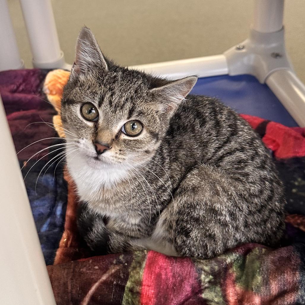 Enlarge Snarky, a Adoptable Domestic Short Hair in Rocky Mount, VA image 2/2