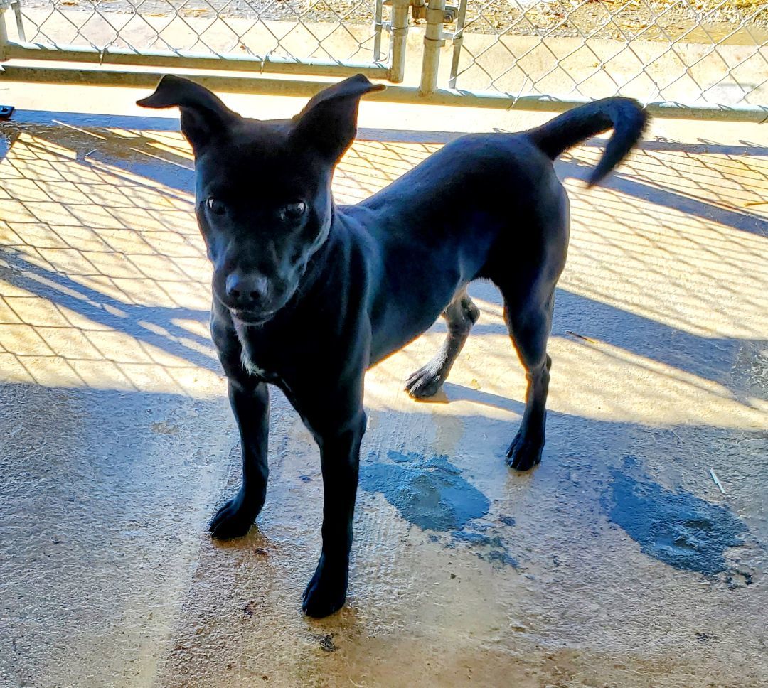 Dog for adoption Jax, a Terrier in Morrison, TN Petfinder