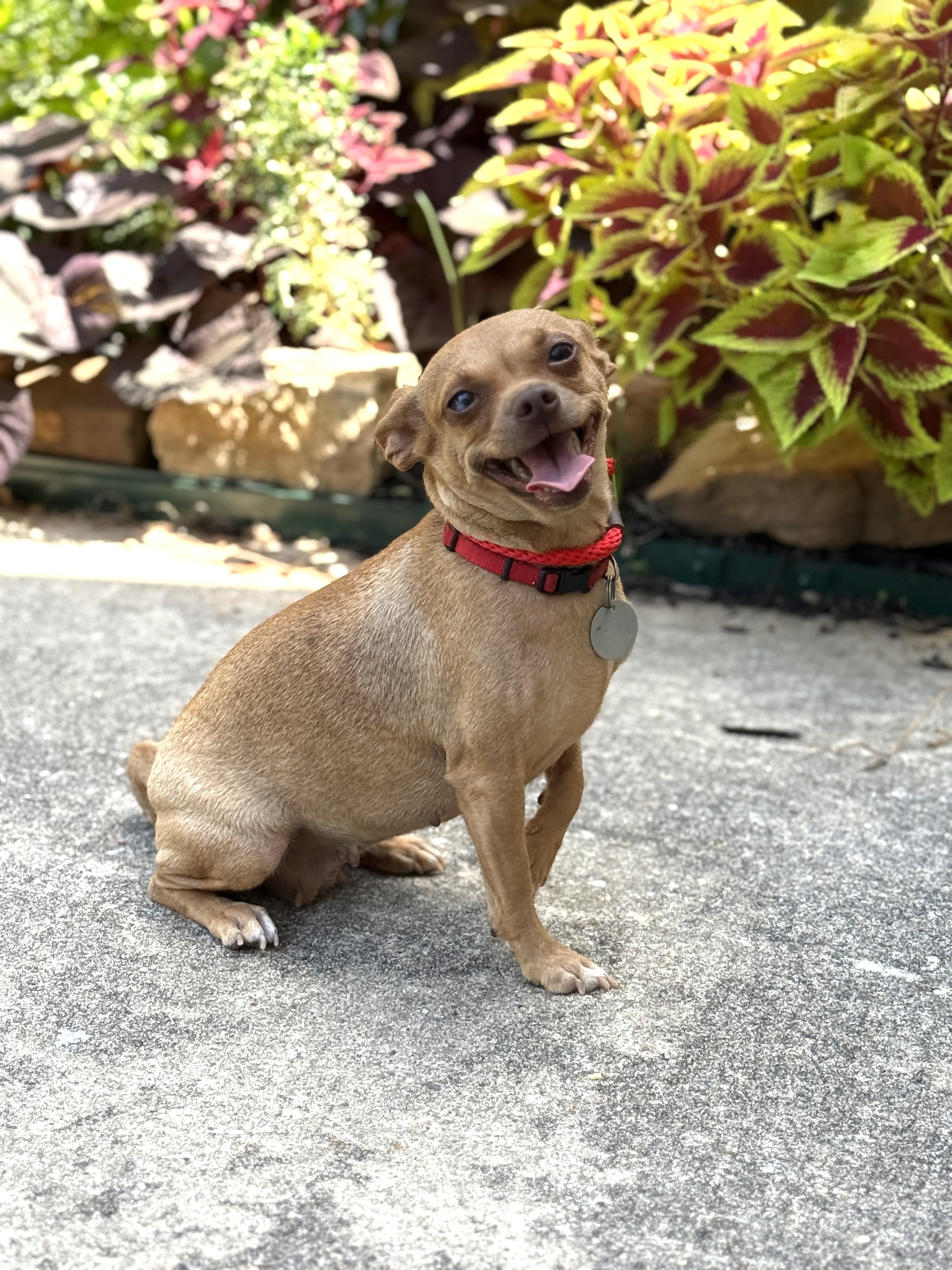 Buffi, Adoptable, Adult Female Chiweenie.