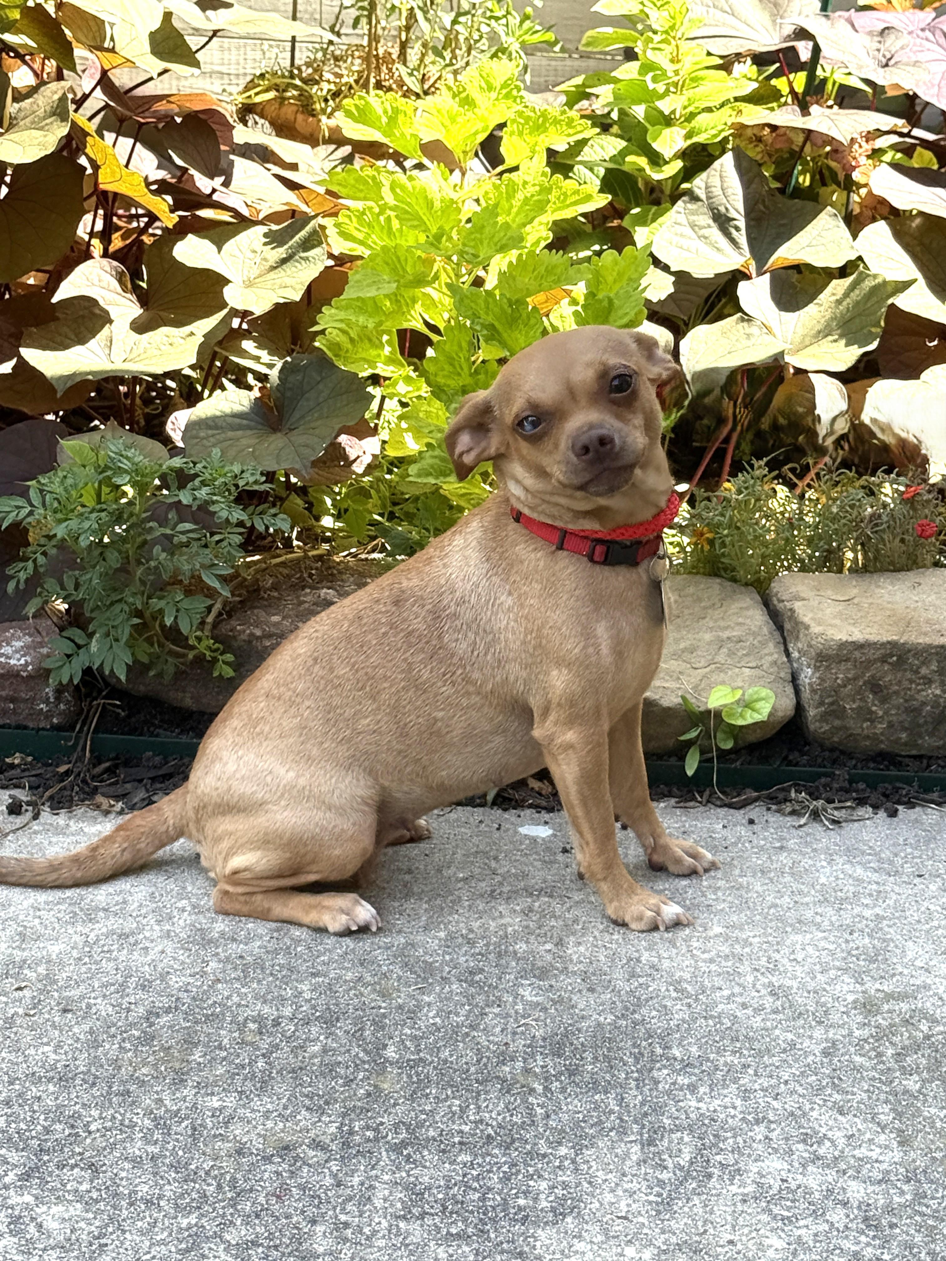 Enlarge Buffi, a Adoptable mixed breed in Houston, TX image 6/6