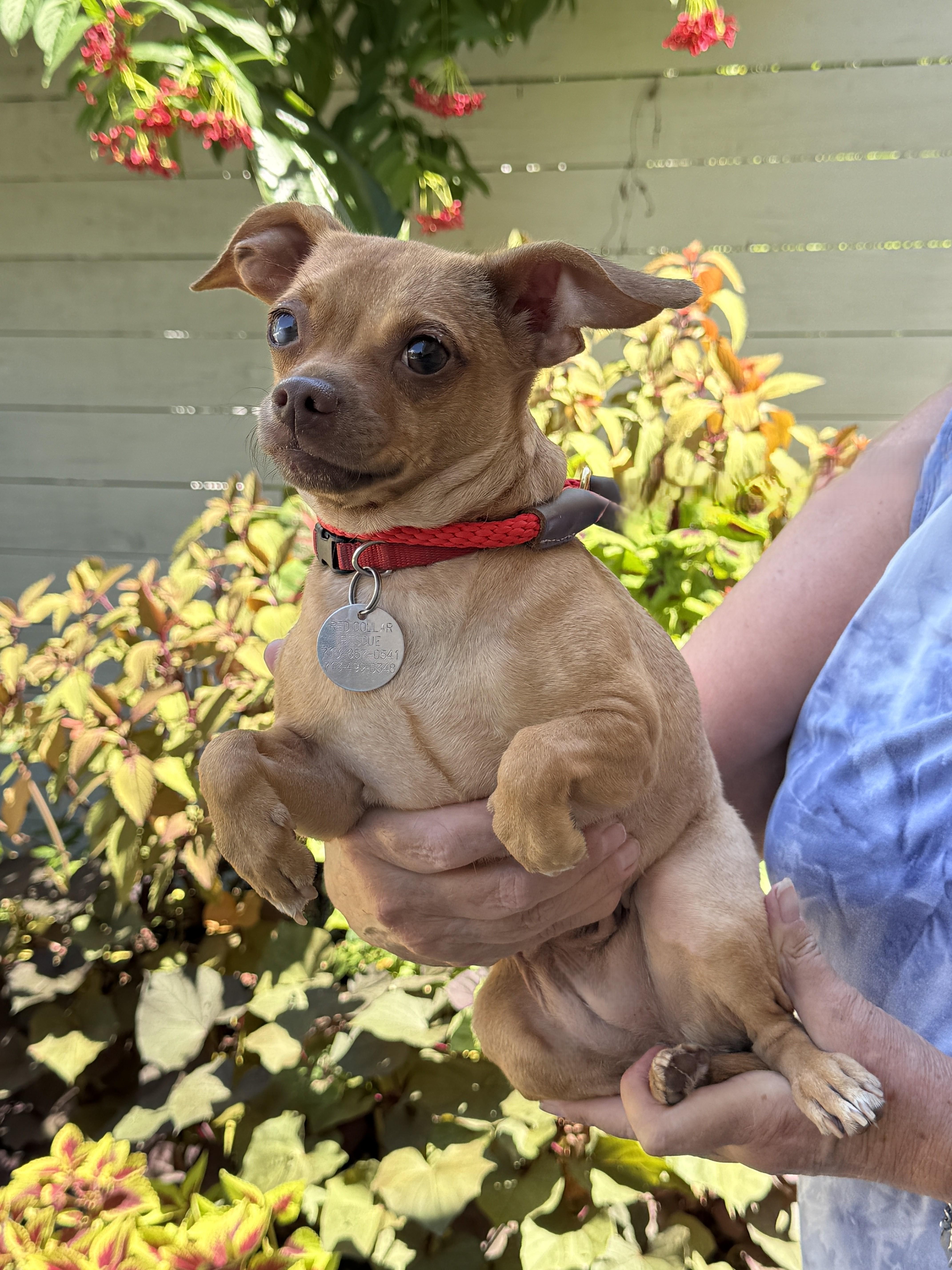 Enlarge Buffi, a Adoptable mixed breed in Houston, TX image 3/6