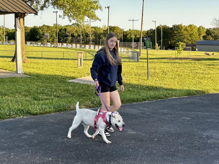 Enlarge Mary Puppins, a Adoptable mixed breed in Clarksburg, MO image 5/6