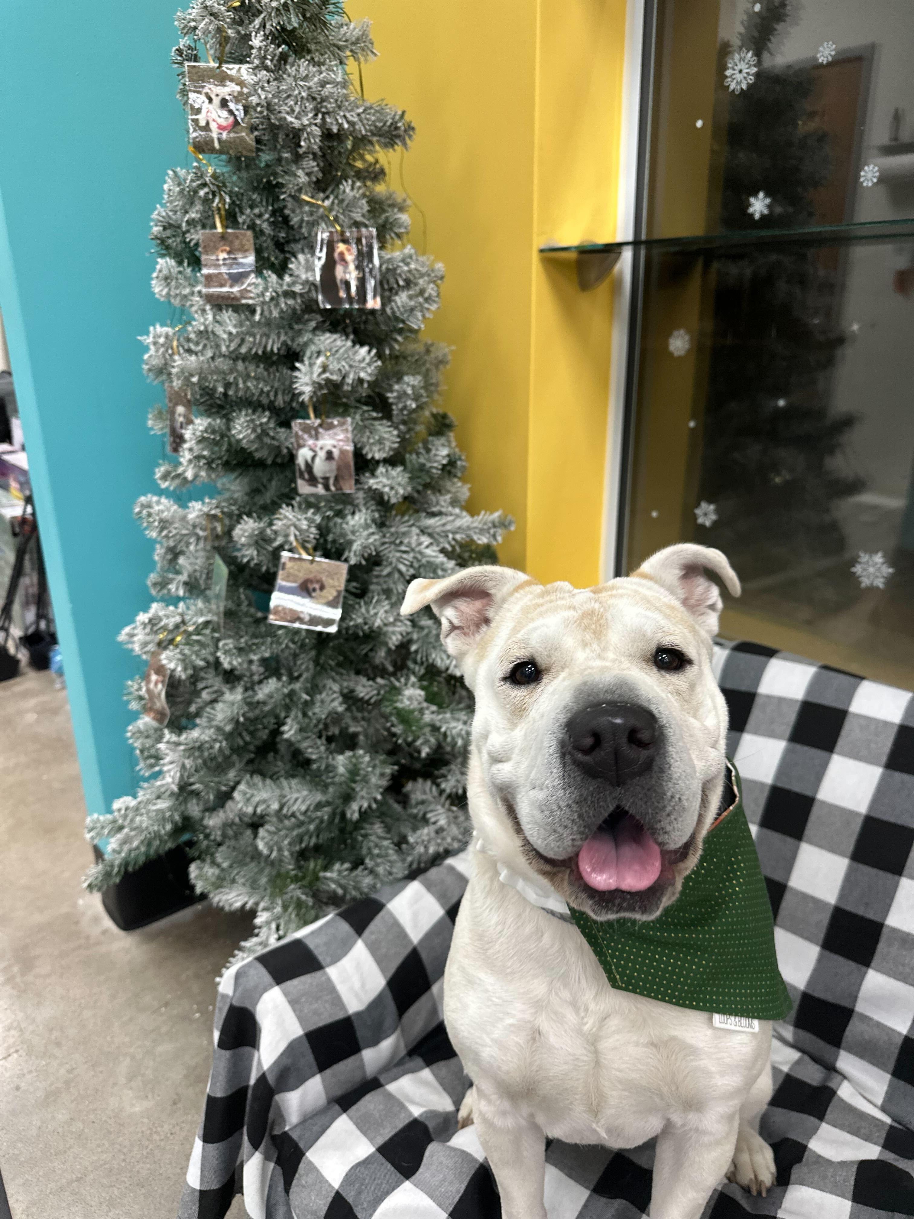 Mary Puppins, Adoptable, Adult Female Shar-Pei.