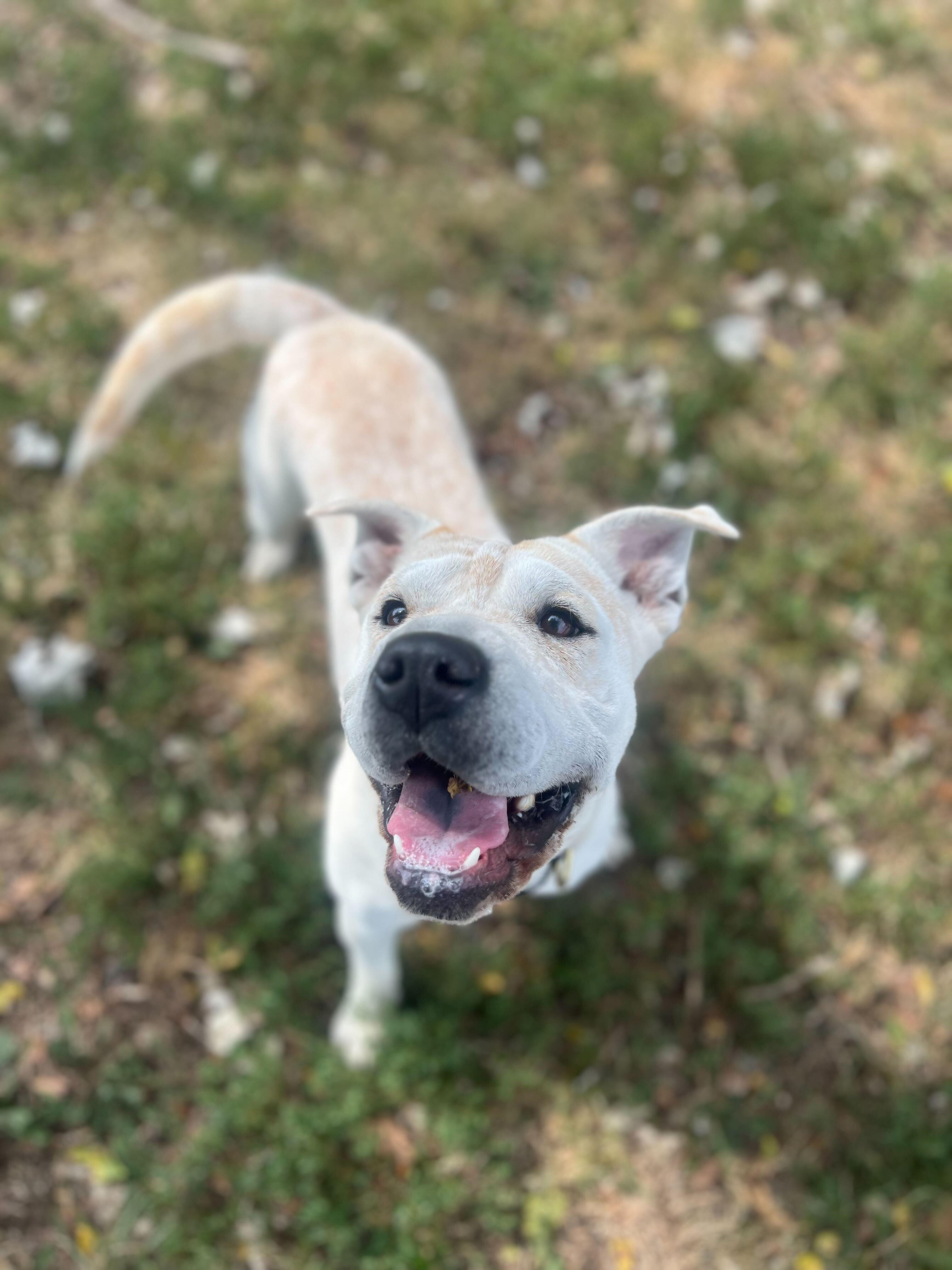Enlarge Mary Puppins, a Adoptable mixed breed in Clarksburg, MO image 4/4