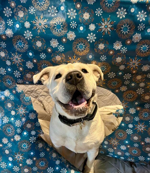 Mary Puppins, Adoptable, Adult Female Shar-Pei.