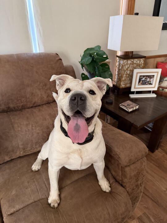 Mary Puppins, Adoptable, Adult Female Shar-Pei.